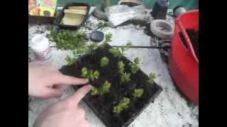 Propagating Spirea from cuttings [upl. by Ahsina]