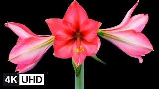 🔥 4K Flowers Time Lapse  Blooming Dying Resurrection  Crab Apple Apricot Orchid Dahlia etc [upl. by Breban]