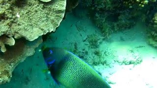 Angelfish Pomacanthus semicirculatus at Heron Island Australia [upl. by Anabahs]