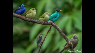 Kara Sun birding  presenting wildlife of Costa Rica  Part 2  La Fortuna [upl. by Wohlen]