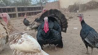 khokhar birds farm turkey birds original voice [upl. by Kaliski607]