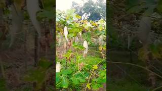 Padavalanga krishi 💚🏡gardentrendingshort videosubscribe [upl. by Anitniuq]