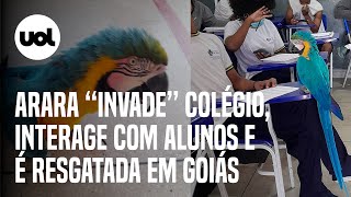 Arara ‘invade’ colégio interage com alunos e é solta na natureza em Cavalcante GO [upl. by Azitram]