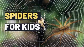 Amazing Facts about Spiders for Kids Fun and Educational Spider Facts [upl. by Cower]