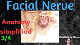 016 Facial Nerve Anatomy Part 34 anatomy facial [upl. by Edithe]