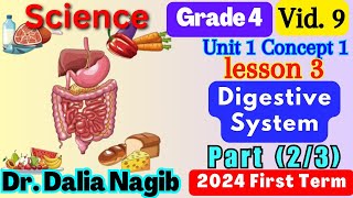 ساينس رابعه ابتدائي المنهج الجديد Science Grade 4 Digestive System Concept 1 Lesson 3 Part 2 [upl. by Acenahs931]