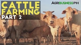 Cattle Farming Part 2  Zero Grazing Cattle Farming  Agribusiness Philippines [upl. by Enal]