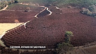 Baja temperatura afecta cosecha de cafe en Brasil [upl. by Ladonna]