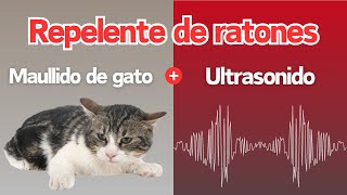 Ruido repelente de ratones  Maullidos de gato y ultrasonido hacen huir a los ratones [upl. by Ybur]