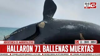 Ballenas muertas ya son 71 los ejemplares hallados sin vida en Península Valdés [upl. by Niriam]