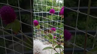 Gomphrena globosa commonly known as globe amaranth is an edible plant balconygarden [upl. by Arlana]