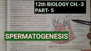 Class 12 biology chapter 3part 5 gametogenesisspermatogenesisStudy with farru [upl. by Ketti]