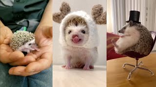 😍 Cute and Funny 😜 Moments with Hedgehogs 🦔 Compilation 🥰 Милые и Смешные 😃 Моменты с Ежами 🦔 [upl. by Aruasi]