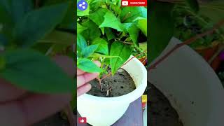 How to care harsingarparijat plant winter flowering plant naturalenvironment331 [upl. by Prasad233]