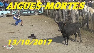 Aigues MortesJournée du 13102017MaraisAbrivadoCourse de Vaches et TaureauxBandido13102017 [upl. by Rorrys]