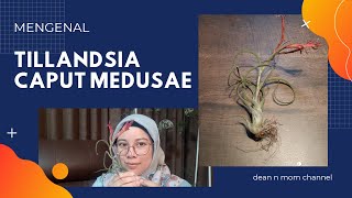 Mengenal Tillandsia Caput Medusae [upl. by Ellenig355]