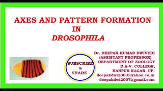 AXES amp PATTERN FORMATION IN DROSOPHILA [upl. by Atsahs]