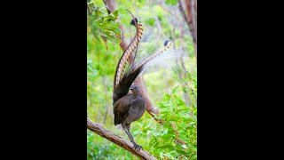 The Bird That Can Imitate Chainsaws Camera Shutters amp Human Voiceslyrebridsshorts [upl. by Bandeen]