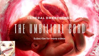 Medical embryology  The umbilical cord [upl. by Hnid]