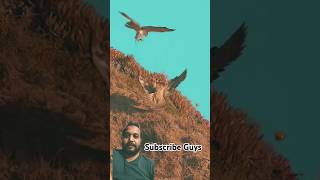 Peregrine falcon planing to huntingeagles birds wildlife animals nature peregrinefalcon fly [upl. by Marley722]