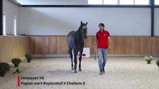 Velasquez VG Pegase vant Ruytershof x Chellano Z [upl. by Jereld]