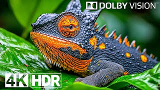 Special Dolby Vision HDR 4K 120FPS  4K Video ULTRA HD [upl. by Kynthia532]