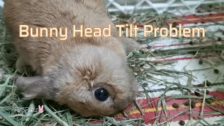 Torticollis in Rabbits  This Poor Bunny Rabbit Suffering From Head Tilt Problem [upl. by Nagud]