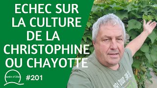 201Echec sur la culture de la Christophine ou Chayotte [upl. by Karoly]