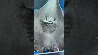 Stingray devours a fish in front of people [upl. by Demahum]