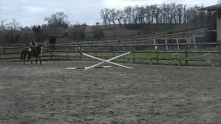 Junior de Rase 2009 Flamenco de Semilly x Canturo Jan 14 1 [upl. by Elaine]