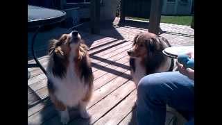 shelties howling one normal and the other is chewbacca [upl. by Autry581]