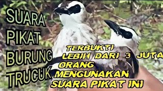 SUARA PIKAT BURUNG TRUCUK TRUCUKAN  Burci RIBUT Bird trap sound [upl. by Bibi920]