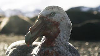 Giant Petrels Heroes or Villains  Seven Worlds One Planet  BBC Earth [upl. by Schiro771]