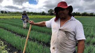 ADUBO PARA CEBOLINHA  AQUI EU TENHO 90 CANTEIROS DE CEBOLINHA DICAS PARA PLANTAR CEBOLINHA [upl. by Esyle]