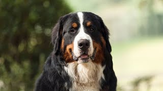 Understanding Bernese Mountain Dog and Canine Addison s Disease [upl. by Inalan689]