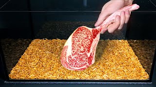 10 000 MEALWORMS VS JAPANESE WAGYU BEEF [upl. by Llib]