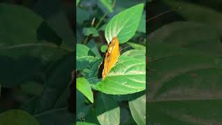 Who is this beauty 😍🫣❤️🦋 nature short butterfly [upl. by Agamemnon467]