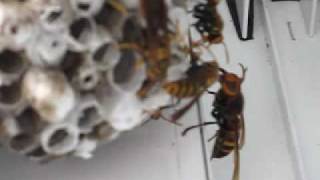 ヒメスズメバチの襲撃に対抗するセグロアシナガバチ2Hornet vs paper wasps [upl. by Nirok]