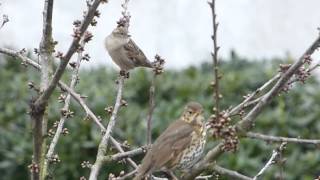 Singdrossel singt Weibchen kommt dazu  Turdus viscivorus [upl. by Devi]