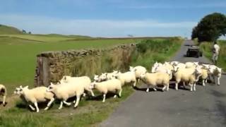 Cragg Lleyn cross texel ewe lambs [upl. by Hamrah999]