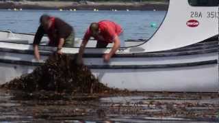 Seaweeds  A part of everyday life [upl. by Sacttler117]