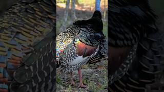 Discover the Vibrant Ocellated Turkey Central Americas Colorful and Unique Bird [upl. by Hershel997]