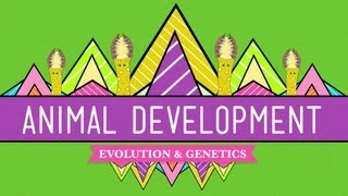 Animal Development Were Just Tubes  Crash Course Biology 16 [upl. by Irod]