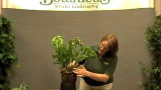 Prune this How to divide House Plants [upl. by Kakalina219]