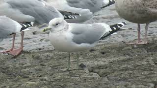 Common Gull Larus canus Stormmeeuw Maasvlakte ZH the Netherlands 22 Nov 2024 15 [upl. by Scheer]