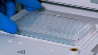 How to Set Up an Assay with the hPSC Genetic Analysis Kit Experiment [upl. by Akinnor666]