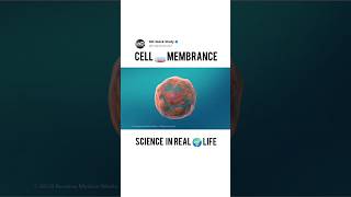 Structure of Cell Membrance science biology cell membranestructures [upl. by Enia]