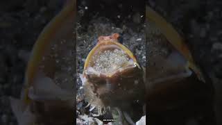 ये है दुनिया की सबसे अनोखी मछली।Jawfish amazing facts in hindi  facts jawfish fish shorts [upl. by Kaspar585]