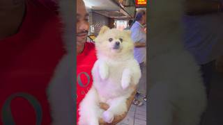 Swadika thailand dog style thaigirl dogs bangkok automobile nightlife thailand [upl. by Sirob914]