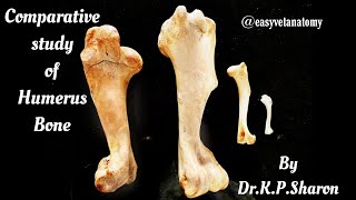 Comparative study of Humerus Bone  Veterinary Osteology  DrKPSharon Nancy Nikhila [upl. by Keyes925]